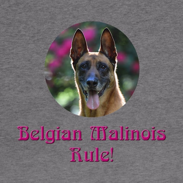 Belgian Malinois Rule! by Naves